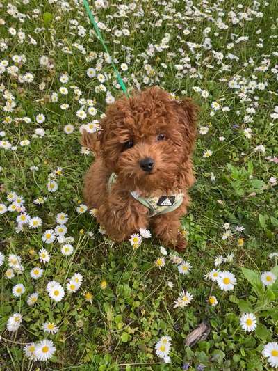 Hundetreffen-Welpen/Junghundetreff Luitpoldpark-Bild