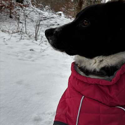 Hundetreffen-Sozial Kontakte-Bild