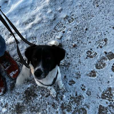 Hundetreffen-Sozial Kontakte-Bild