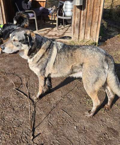 Hundetreffen-Gassi Runde (keine unkastrierten rüden)-Bild