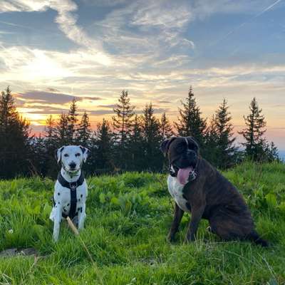 Hundetreffen-Hundebegegnung / Spazieren / Wandern / Training / Spiel&Spaß-Bild