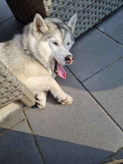 Dogorama Photo Challenge - Frühjahrsmüdigkeit-Beitrag-Bild