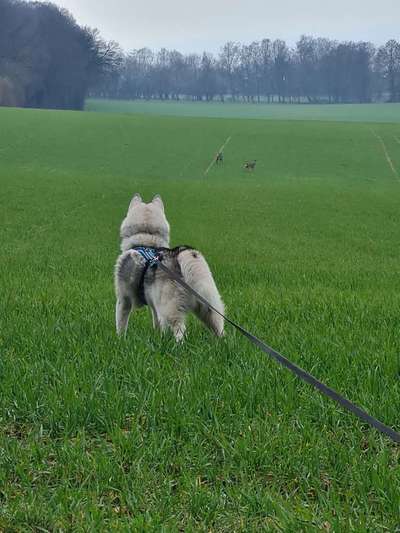 Dogorama Photo Challenge - an der Leine-Beitrag-Bild