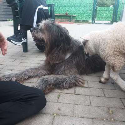 Gibts hier Mioritic Besitzer?-Beitrag-Bild