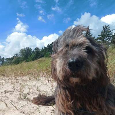 Gibts hier Mioritic Besitzer?-Beitrag-Bild