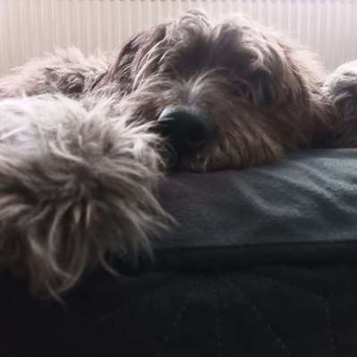 Gibts hier Mioritic Besitzer?-Beitrag-Bild