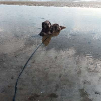 Gibts hier Mioritic Besitzer?-Beitrag-Bild