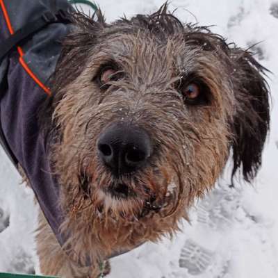 Gibts hier Mioritic Besitzer?-Beitrag-Bild