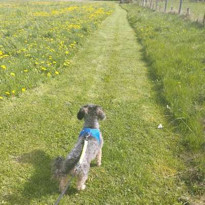 Hundetreffen-Gassirunde in Züschen-Bild