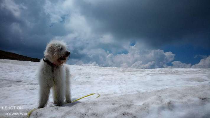 156. Fotochallenge *** DEIN HUND UND DIE WUNDERSCHÖNEN WOLKEN ***-Beitrag-Bild