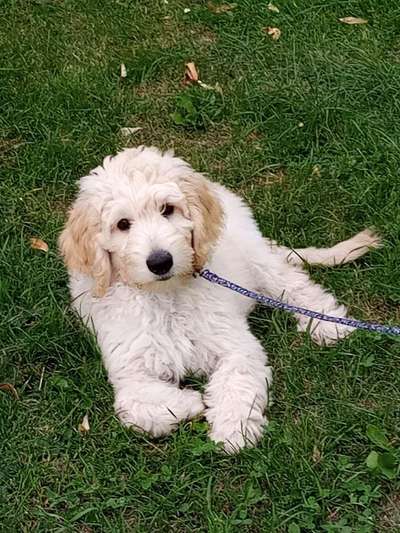 Goldendoodle-Beitrag-Bild