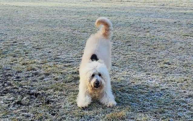 Hundeauslaufgebiet-Binnsenweiher-Bild