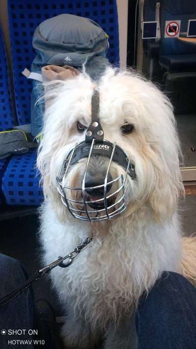 Maulkorb rauf - Vorurteile runter-Beitrag-Bild