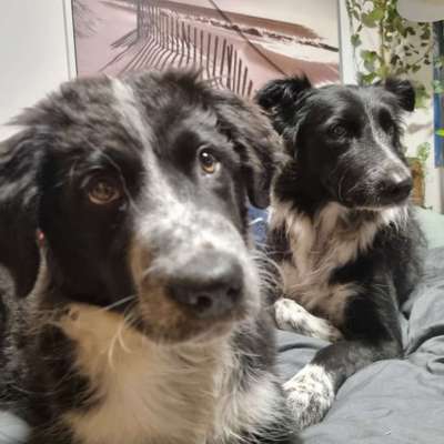 Hundetreffen-Welpen Treffen-Bild