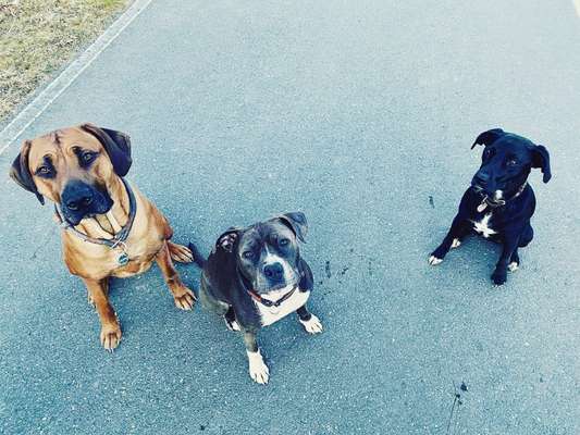 Rhodesian Ridgeback-Beitrag-Bild