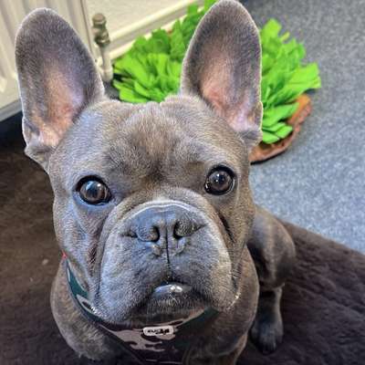 Hundetreffen-Spielgefährten gesucht-Bild