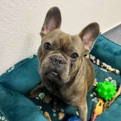 Hundetreffen-Spielgefährten gesucht-Bild