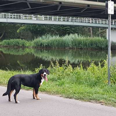 Hundetreffen-Freilauffläche Meppen