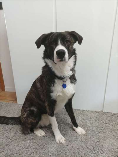 Auslandstierschutz-Beitrag-Bild