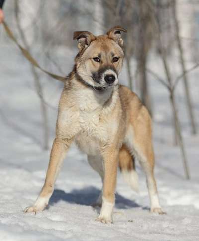 Tierschutzhunde suchen ein Zuhause-Beitrag-Bild