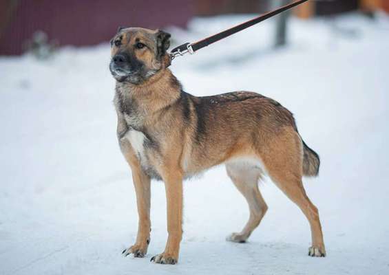 Herdenschutzhunde und Herdi-Mixe-Beitrag-Bild