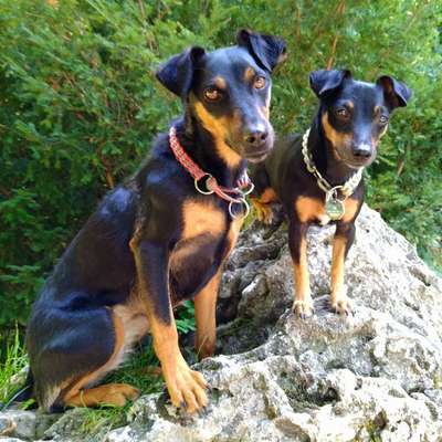 Hundetreffen-Gassirunde auf der Marienhöhe-Bild