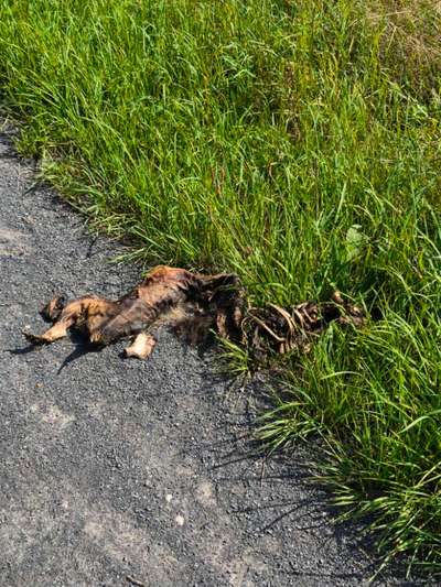 Giftköder-Tierkadaver-Bild