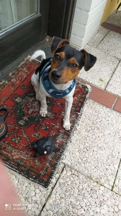 Wo sind die Jack und Parson Russell Terrier?-Beitrag-Bild