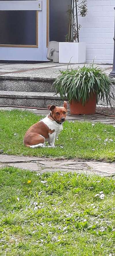 Wo sind die Jack und Parson Russell Terrier?-Beitrag-Bild