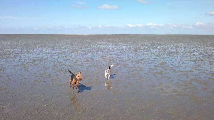 Dogorama-Monats-Challenge-Mai "Wasser"-Beitrag-Bild