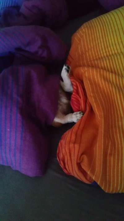 Zeigt mir die lustigsten Schlafpositionen eurer Fellnasen-Beitrag-Bild