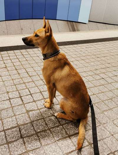 Mischlingshunde Foto Aufruf-Beitrag-Bild