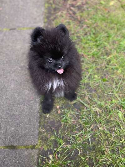 Welpen Bilder !-Beitrag-Bild