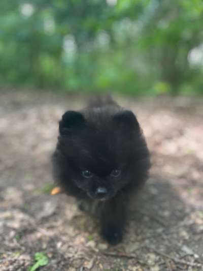 Die Dogorama Monats Challenge "Es grünt und blüht"-Beitrag-Bild