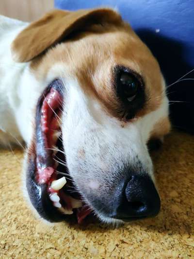 Fotochallenge Nr. 47 - Zeigt die Zähne-Beitrag-Bild