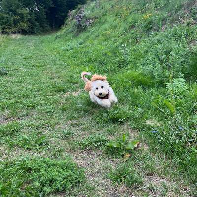 Hundetreffen-Gassirunde-Bild