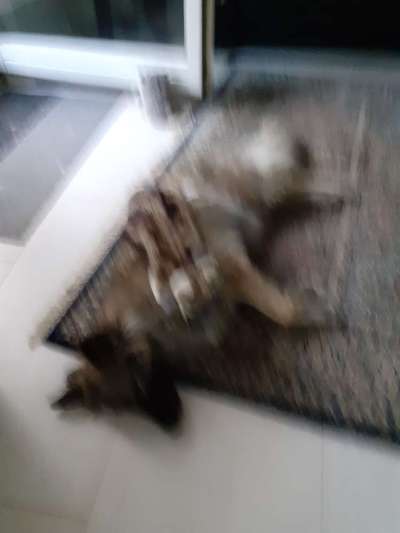 Die Dogorama Wochen Challenge-Beitrag-Bild