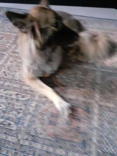 Die Dogorama Wochen Challenge-Beitrag-Bild