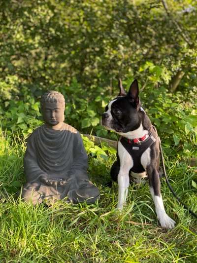 Boston Terrier Liebhaber❤️-Beitrag-Bild