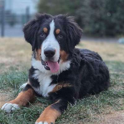 Hundetreffen-Gassi & Spielrunde-Bild