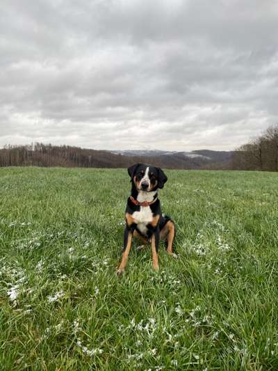 Welpenfotos-Beitrag-Bild