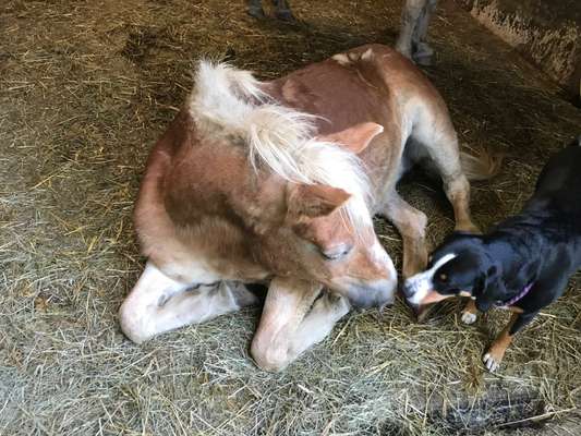 Fotochallenge Nr. 51 "Euer Hund mit anderen Tieren"-Beitrag-Bild