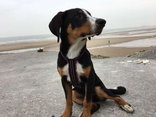 Welpenfotos-Beitrag-Bild