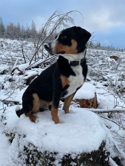 Fotochallenge 61 ~ Schnee-Beitrag-Bild