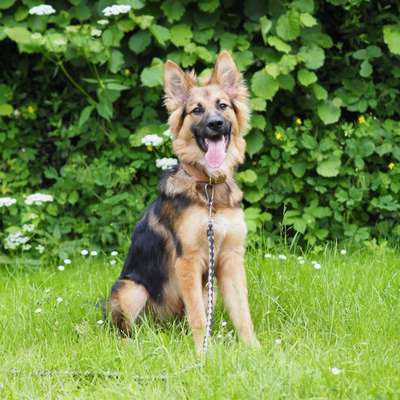 Hundetreffen-Gemeinsamer Spaziergang-Bild