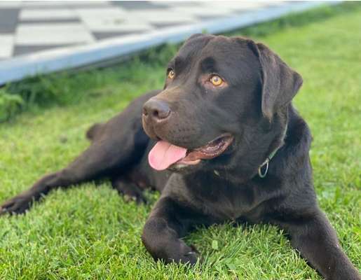 Hundetreffen-Spielrunde in Idar-Oberstein - Labrador sucht Freunde-Bild