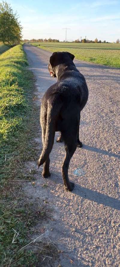 Labradorfans-Beitrag-Bild