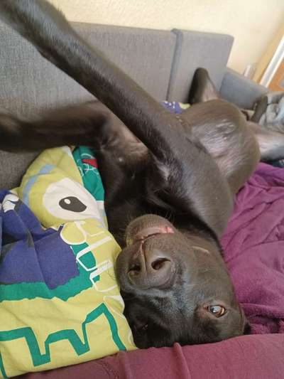 Fotosammlung: ,,Der natürliche Hund" Unbearbeitet, ungestellt und in Natura-Beitrag-Bild