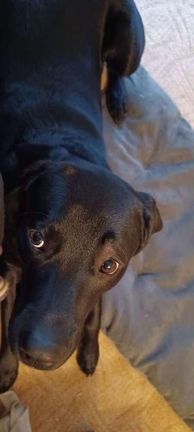 Tipps, Tricks, Klatsch und Tratsch über den Labrador-Beitrag-Bild