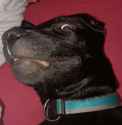 Dogorama Photo Challenge - Spielgesicht-Beitrag-Bild